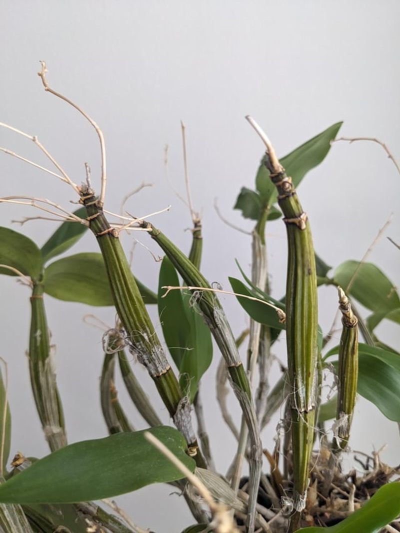 Leave Dendrobium Canes Alone
