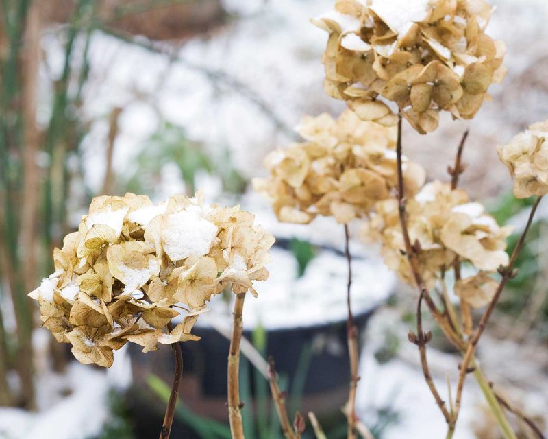 Leave Faded Blooms On As Extra Insulation