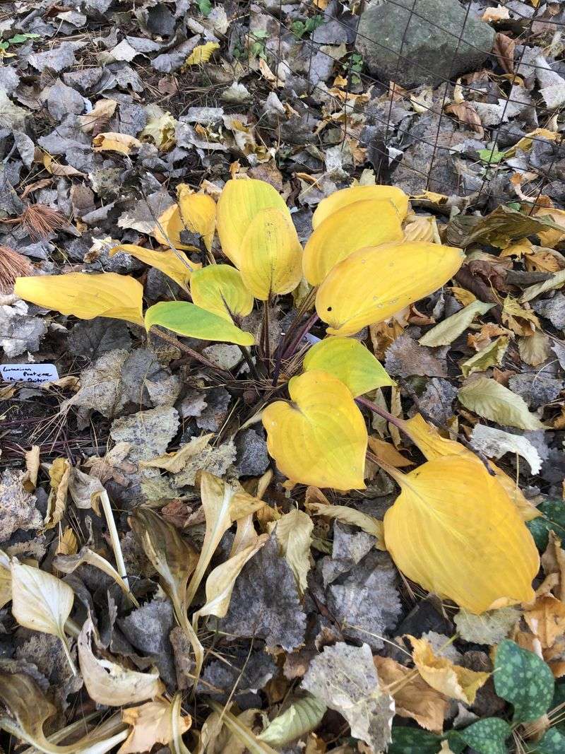 Leave Foliage Standing Until Frost Knocks It Down Leave Foliage Standing Until Frost Knocks It Down
