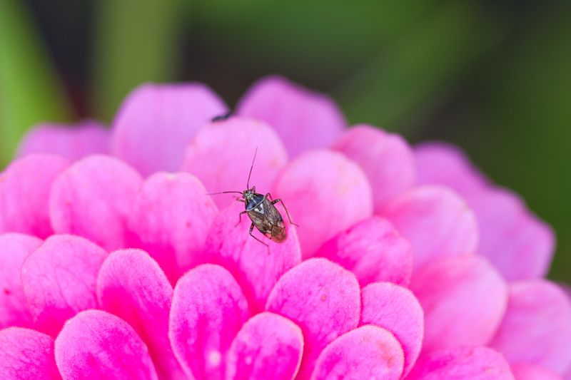 Leave Late Blooms And Bugs In Your Yard