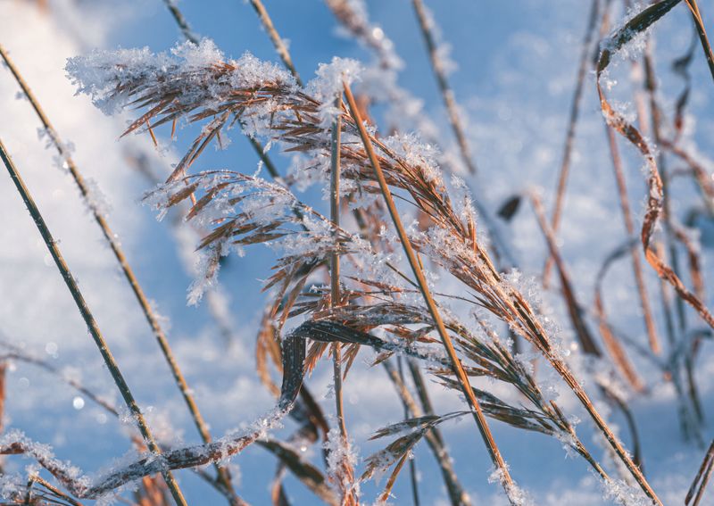 Leave Most Grasses Standing Through Winter Leave Most Grasses Standing Through Winter