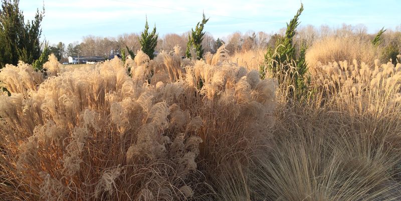 Leave Ornamental Grasses And Seed Heads Standing Leave Ornamental Grasses And Seed Heads Standing