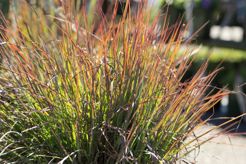Leave Ornamental Grasses Standing Leave Ornamental Grasses Standing