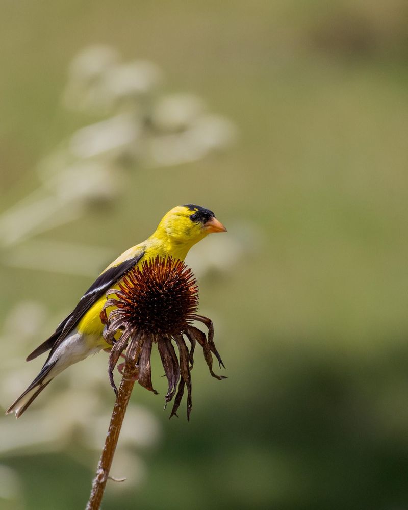Leave Plenty Of Heads For Goldfinches Leave Plenty Of Heads For Goldfinches