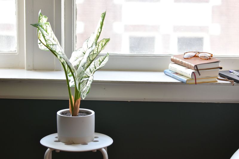 Leave Potted Caladiums In Their Containers Leave Potted Caladiums In Their Containers