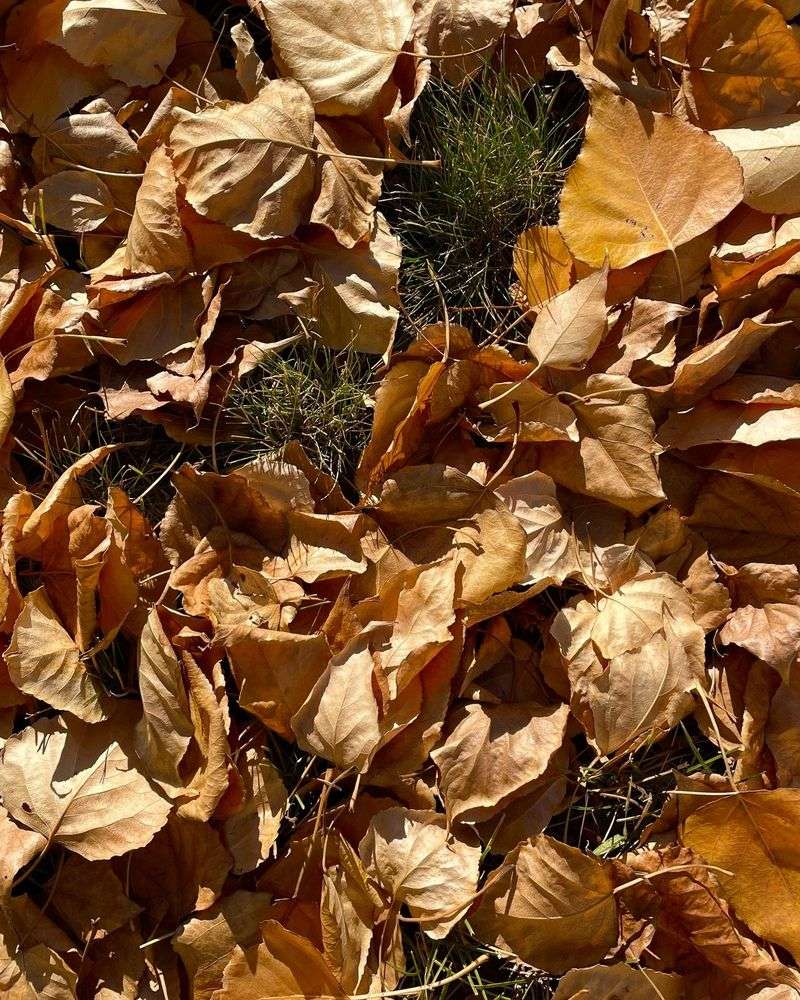 Leave Some Fallen Leaves Where Birds Can Forage