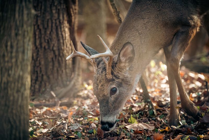Leave Some For Deer, Opossums And Wild Turkeys