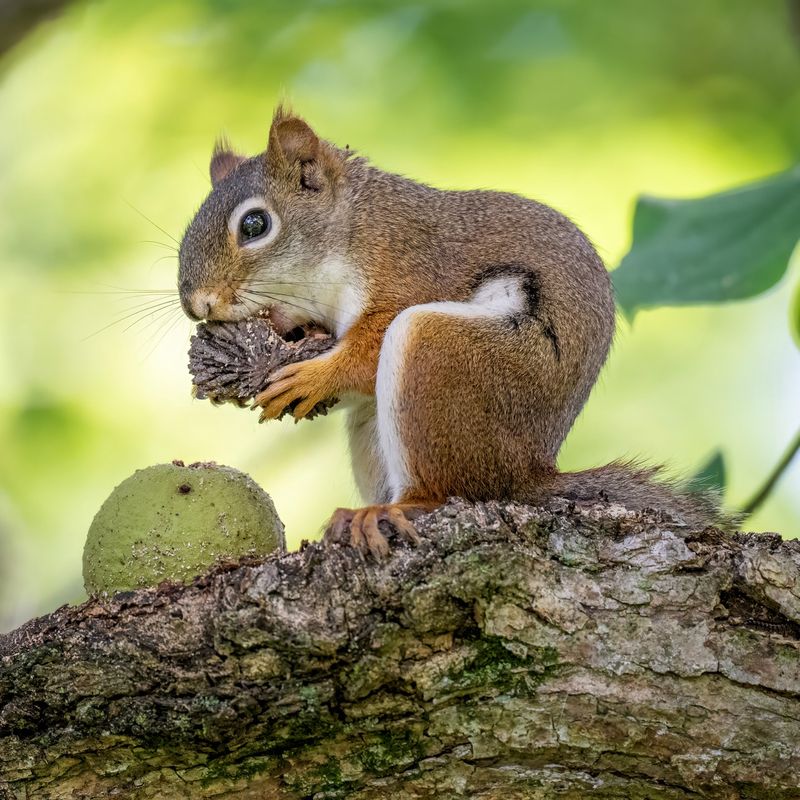 Leave Some For Wildlife If You Can