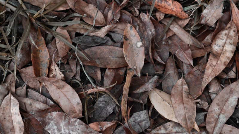 Leave Some Leaf Litter For Firefly Larvae Leave Some Leaf Litter For Firefly Larvae
