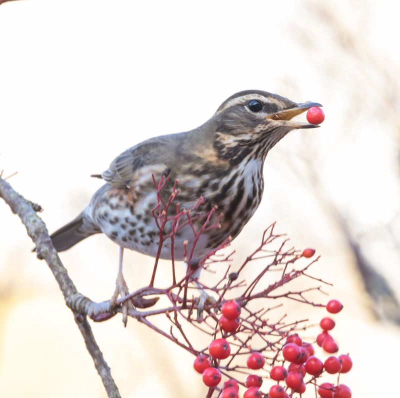 Leave Some On The Bush For The Winter Birds Leave Some On The Bush For The Winter Birds