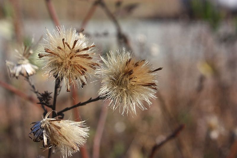Leave Some Stems And Seedheads Standing Through Winter