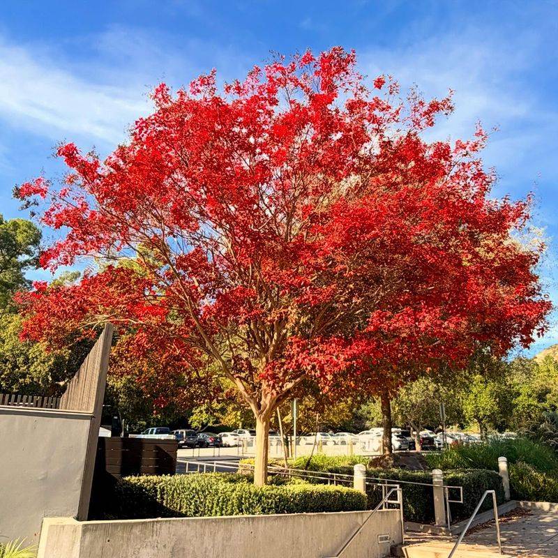 Leave The Branches Alone Until Spring