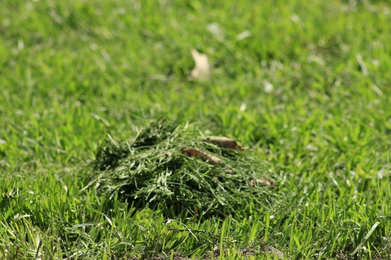 Leave The Clippings On Your Lawn Leave The Clippings On Your Lawn