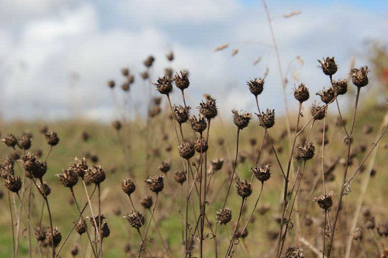 Leave The Leaves And Seed Heads For A Garden That Keeps Giving Leave The Leaves And Seed Heads For A Garden That Keeps Giving