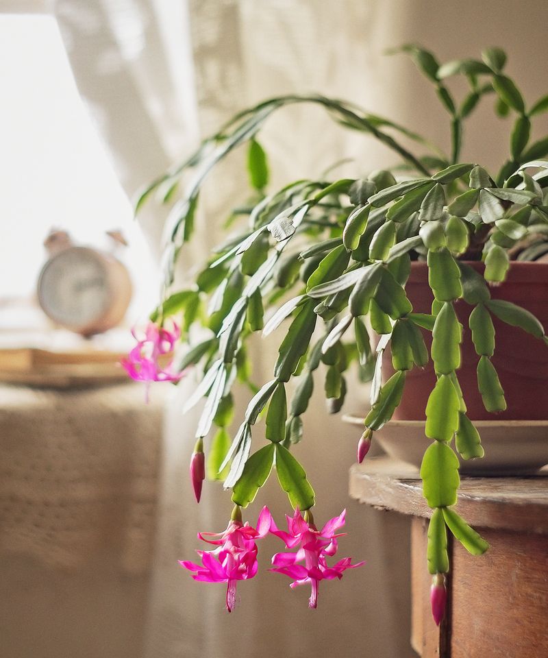 Leave The Pot In One Calm Spot