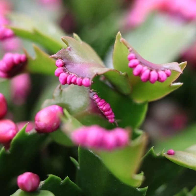Leave The Pot Right Where It Is Once Buds Form