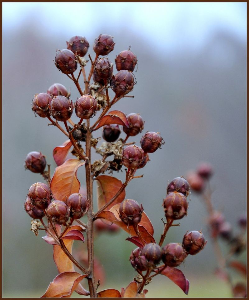 Leave The Seed Capsules Alone Leave The Seed Capsules Alone