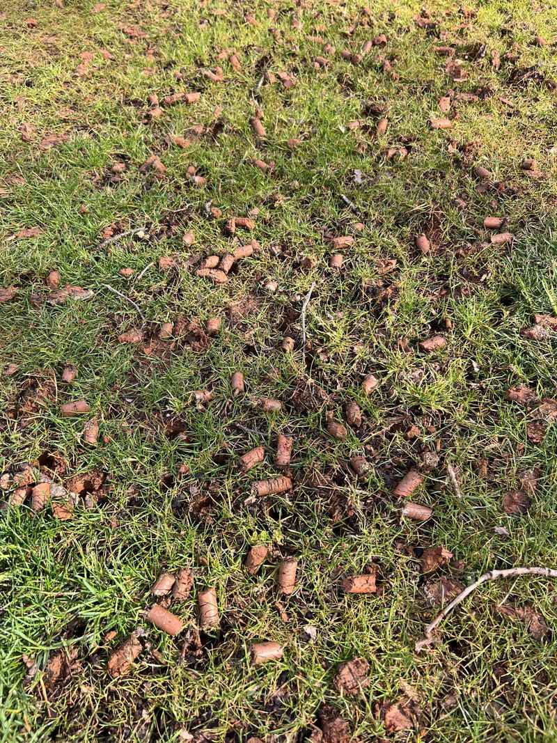 Leave The Soil Plugs On The Lawn