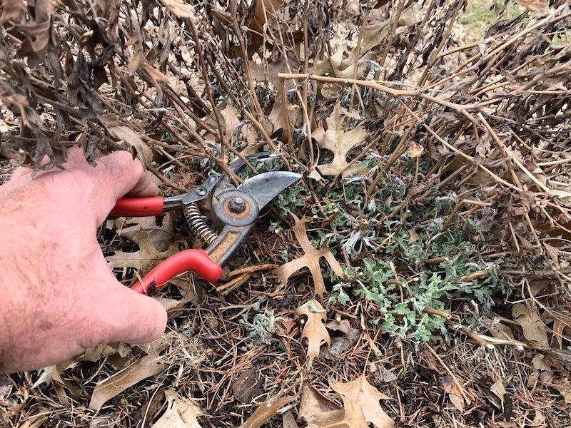Leave The Stems Standing Through Winter
