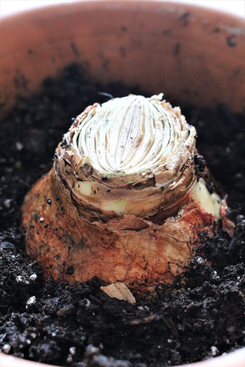 Leave The Top Half Of The Bulb Above The Soil
