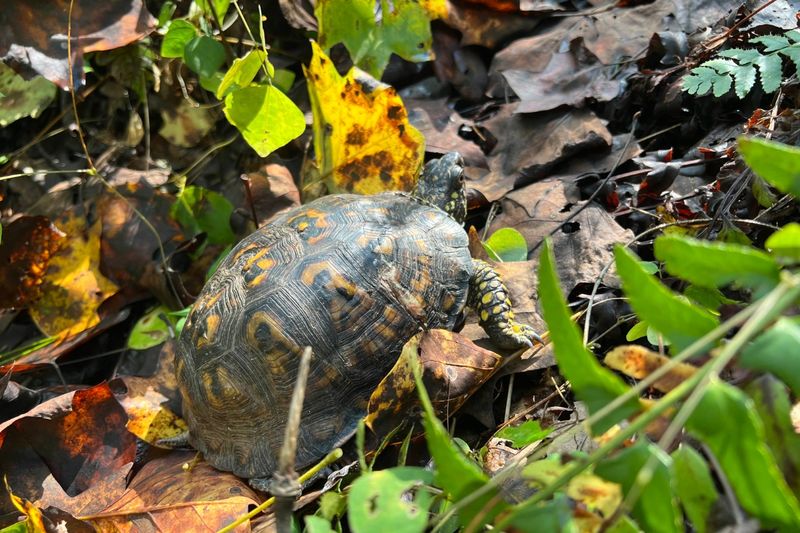 Leave The Turtle Right Where It Is