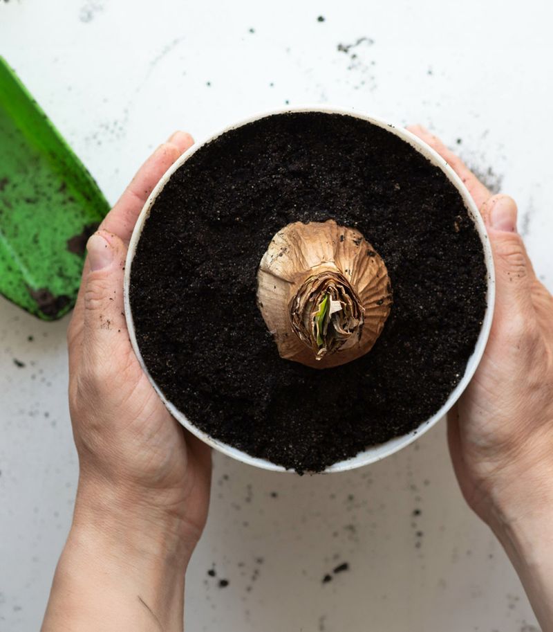 Leave The Upper Third Of The Bulb Above The Soil