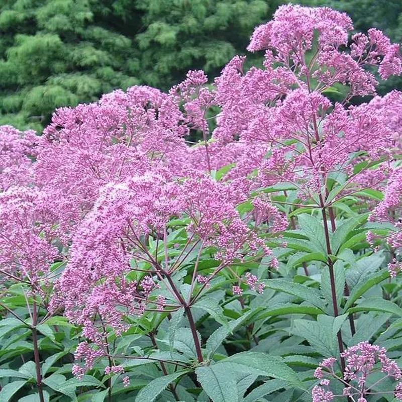 Leave These Garden Stems Standing Tall This Fall Leave These Garden Stems Standing Tall This Fall