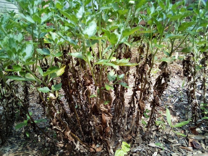 Leave Those Brown Mum Stems Standing Until Spring