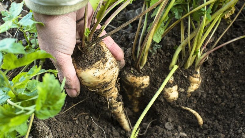 Leave Your Parsnips In The Ground A Little Longer