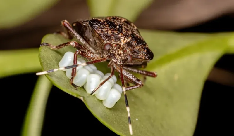 Leave likely predators and target only confirmed crop pests Leave likely predators and target only confirmed crop pests