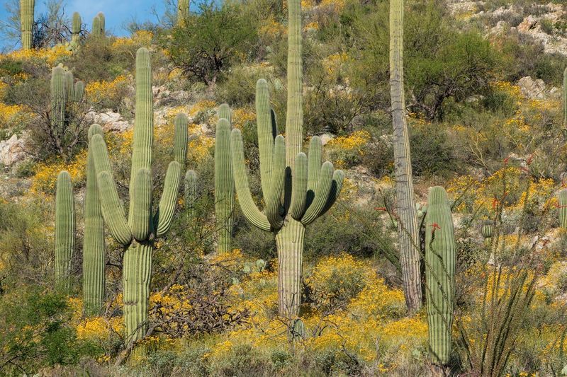 Leave wild plants where they grow