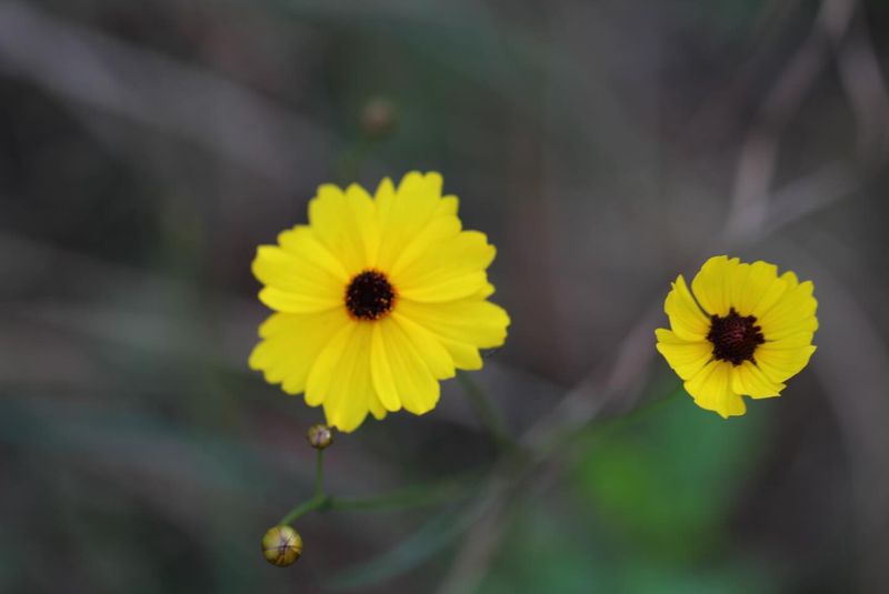 Leavenworth's Tickseed Is A True Florida Original