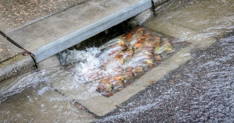 Leaves And Grass Clippings Should Stay Out Of Storm Drains Leaves And Grass Clippings Should Stay Out Of Storm Drains