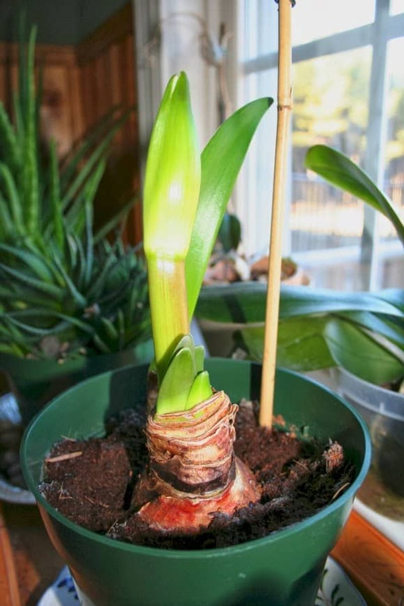 Leaves But No Flower Bud Usually Means A Hungry Bulb