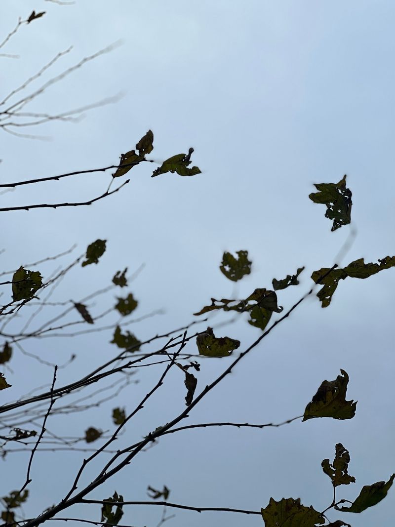 Leaves Catch The Wind Like Sails
