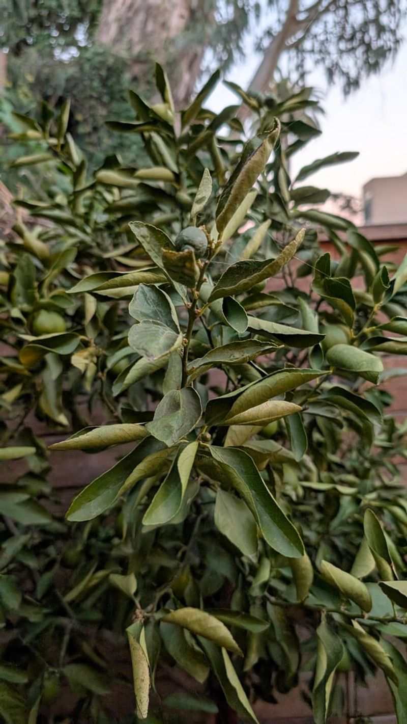 Leaves Curling Inward Often Mean Sunburn Leaves Curling Inward Often Mean Sunburn