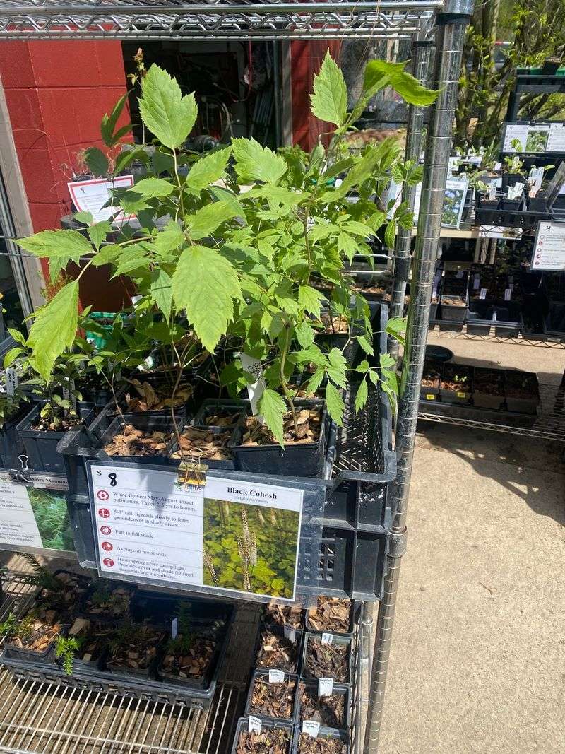 Leaves For Wildlife Native Plant Nursery, Sunbury Leaves For Wildlife Native Plant Nursery, Sunbury