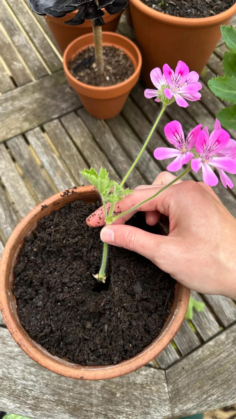 Leaves Or Flowers Were Left On The Lower Stem