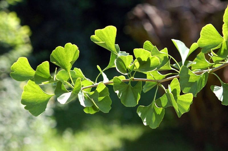 Leaves Seal Off From The Branches At Nearly The Same Time