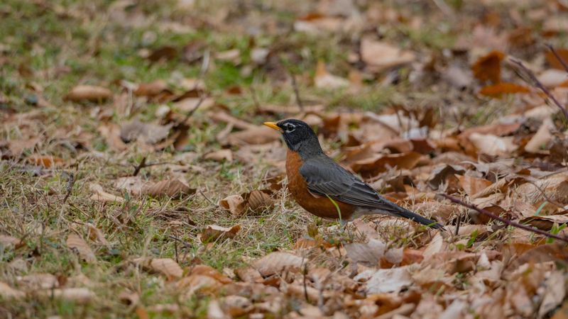 Leaves Shelter Beneficial Insects And Wildlife
