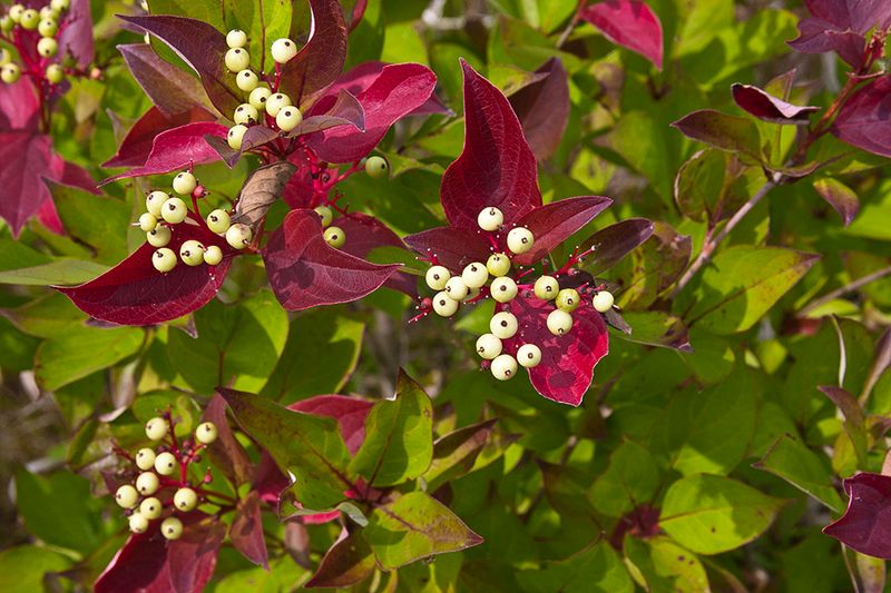 Leaves Turn Reddish Purple In Fall Leaves Turn Reddish Purple In Fall