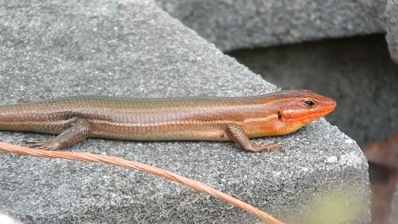 Leaving A Skink Alone Is Usually The Simplest Response