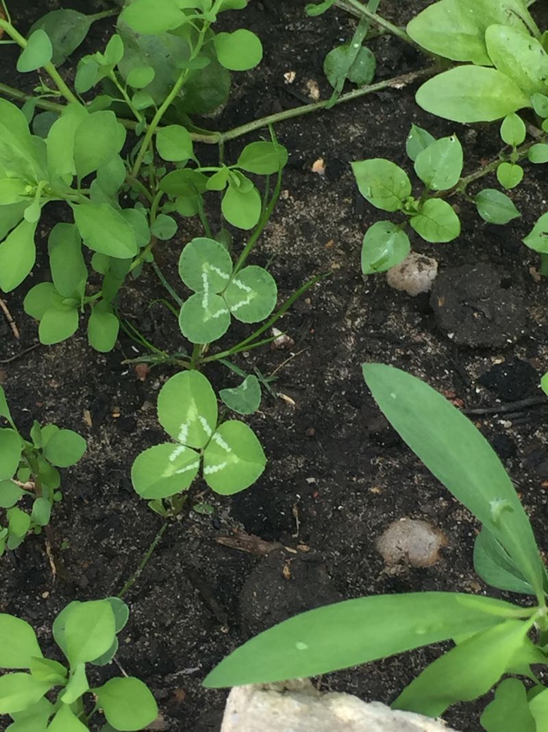 Leaving Bare Soil Invites New Seedlings Leaving Bare Soil Invites New Seedlings