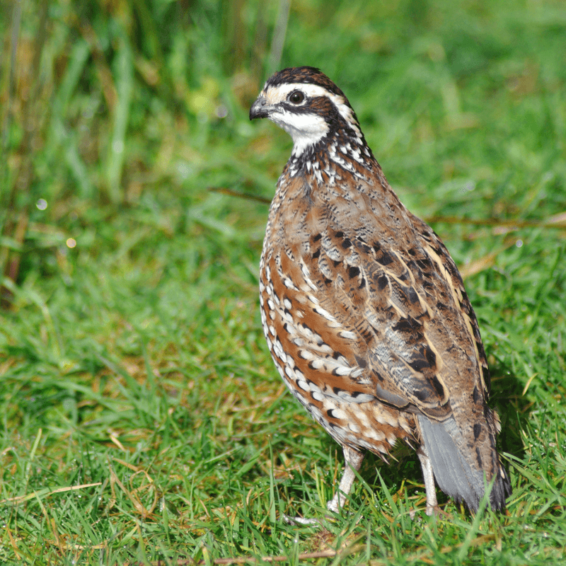 Leaving Field Edges Unmowed Gives Coveys Food And Shelter Leaving Field Edges Unmowed Gives Coveys Food And Shelter