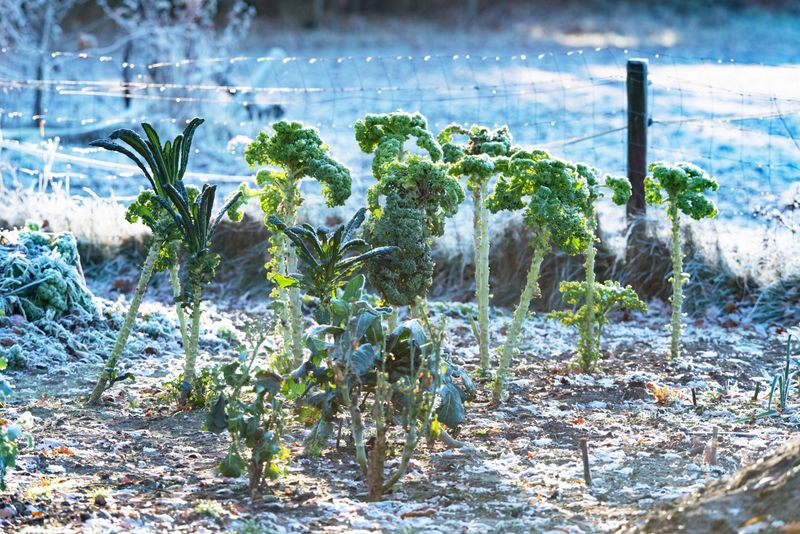 Leaving Kale And Collards In Place To Sweeten