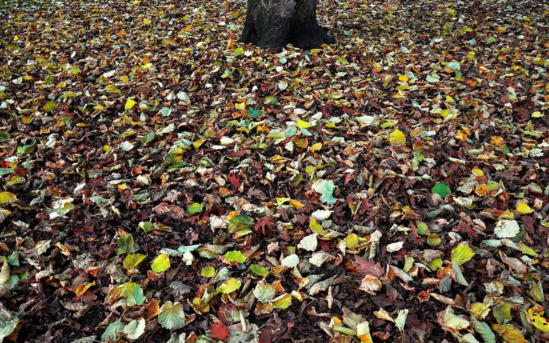 Leaving Leaves In Place Is Officially Encouraged