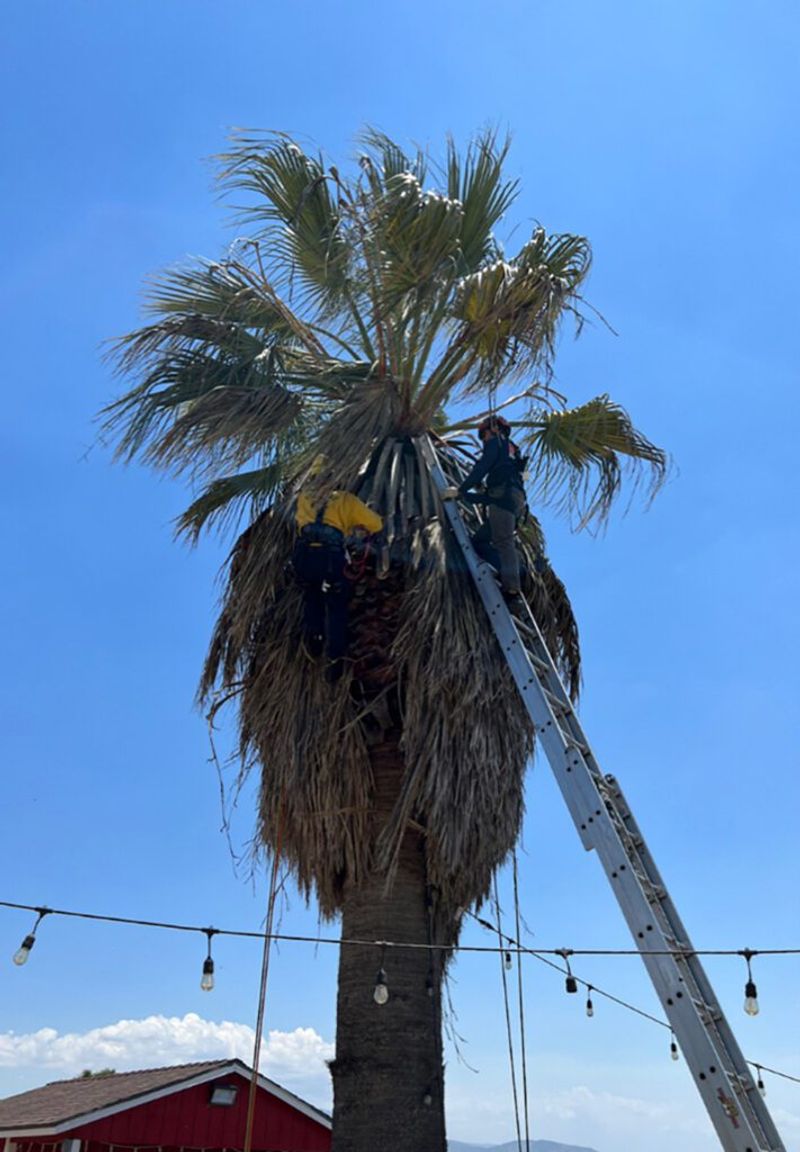 Leaving Palm Skirts And Bark Mulch Near Walls Leaving Palm Skirts And Bark Mulch Near Walls