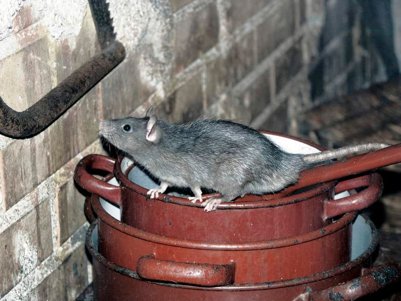 Leaving Pet Food and Birdseed Out Overnight Leaving Pet Food and Birdseed Out Overnight