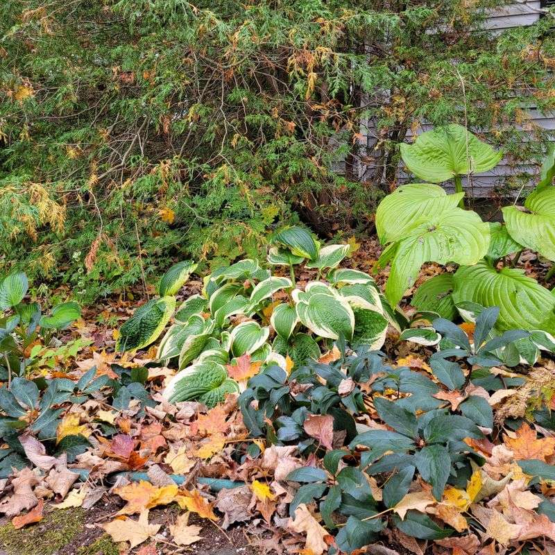 Leaving Some Fallen Leaves Gives Them More Places To Find Food