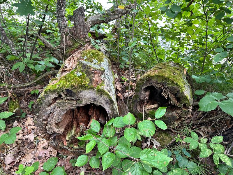 Leaving Some Leaf Litter And Limiting Pesticides Supports Firefly Habitat Leaving Some Leaf Litter And Limiting Pesticides Supports Firefly Habitat